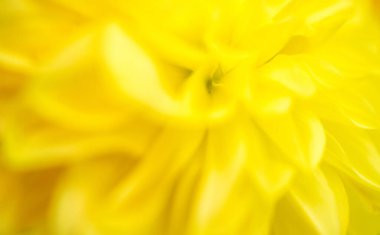 Sarı çiçek sürüsü