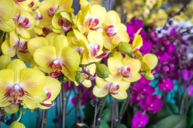 Kelebek güvesi çiçeği.