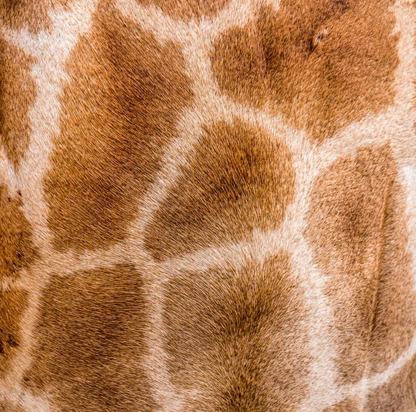Natur Giraffenfell Textur Muster — Stockfoto