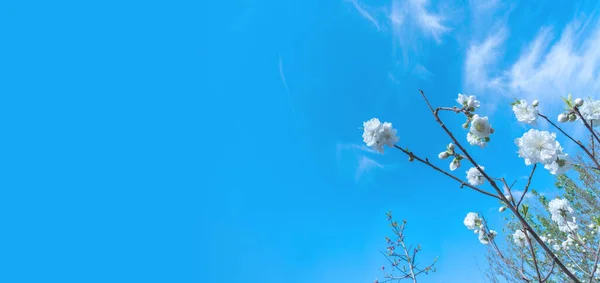 Flores Pêssego Céu — Fotografia de Stock