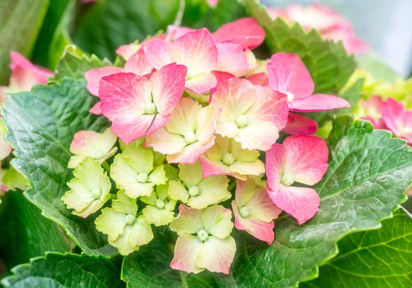 Güzel ortanca çiçeği, bitki ve çiçek arkaplanı