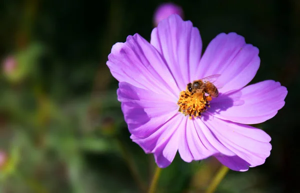 Fleur Décorative Jardin Rose Cosmos Fond Est Flou — Photo