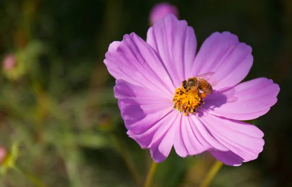 Простой Пурпурный Цветок Cosmea Фон Размыт — стоковое фото