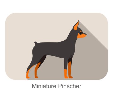 Minyatür pinscher cins düz simge tasarımı, vektör illüstrasyonu