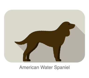 Amerikan water spaniel doğurmak köpek ayakta zemin, yan, köpek çizgi film görüntü serisi