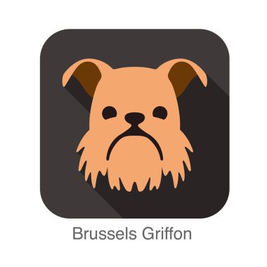Brussels Griffon köpek yüz düz simgesi, köpek serisi