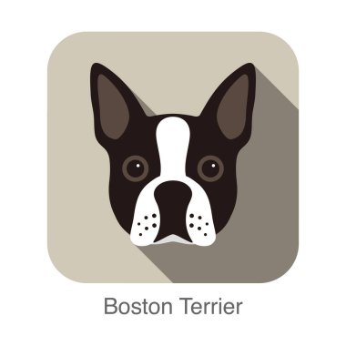Boston terrier köpek karakteri, köpek doğurmak karikatür resim serisi