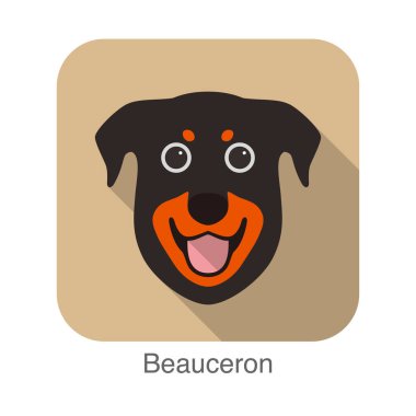 Beauceron köpek yüz portresi düz simge tasarımı, vektör illüstrasyonu