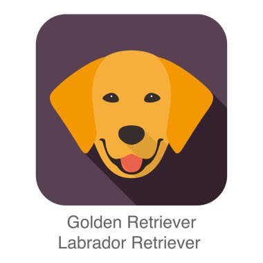 Golden Retriever yüz, önden görünüm, vektör çizim
