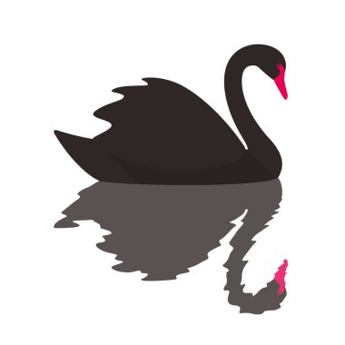 Siyah Kuğu Yüzme, su, vektör çizim yansıması