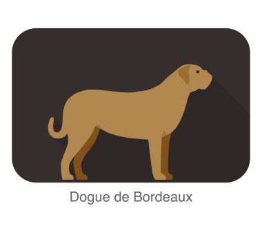 Dogue de bordeaux dog duruyor ve izliyor, düz simge, vektör illüstrasyonu