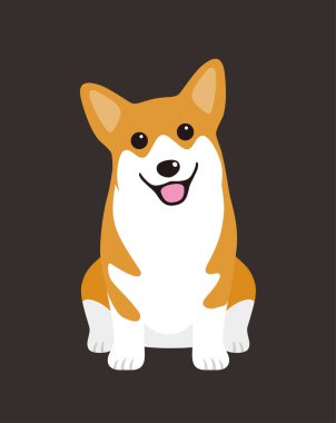 Galli Corgi Pembroke köpeği oturmuş fotoğraf çekmeyi bekliyor..