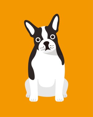 Fransız bulldog 'u oturmuş fotoğraf çekmeyi bekliyor..