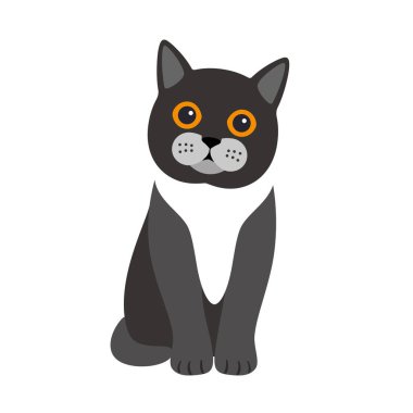 Egzotik kedi duruşu, düz simge tasarımı, vektör illüstrasyonu