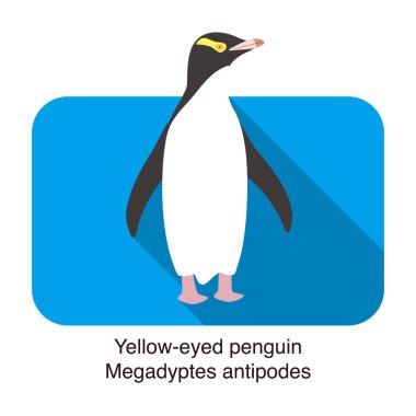 Megadypte antipod penguenleri yerde duruyor.