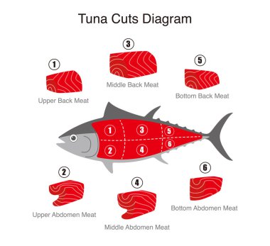 Ton balığı kesimi diyagramı, vektör çizimi