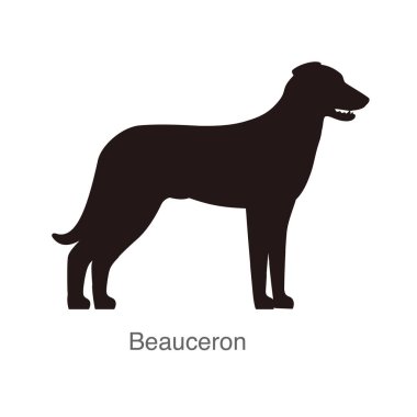 Beauceron spaniel dog delikte, izliyor, vektör illüstrasyon