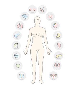 Kadın İç Organlar Infographic Posteri