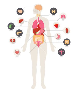 Kadın İç Organlar Infographic Posteri