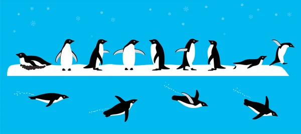 Pingüino Adelie Parado Suelo Deslizándose Sobre Hielo Nadando Mar — Vector de stock