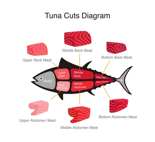 Tonno Pesce Taglia Diagramma Illustrazione Vettoriale — Vettoriale Stock