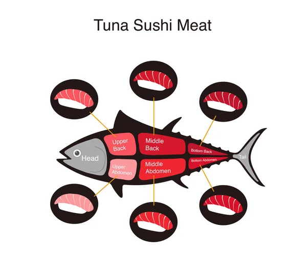 Tuna Fish Cuts Diagram Vector Illustration — Stock Vector