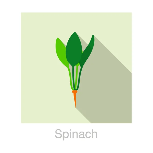Σπανάκι Λαχανικά Φαγητό Επίπεδη Εικόνα Vector Εικονογράφηση — Διανυσματικό Αρχείο