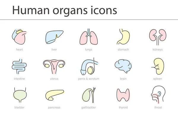 Ікона Людини Органом Медичні Ікони Векторна Ілюстрація — стоковий вектор