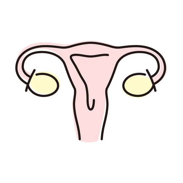 Human Organ Uterus Flat Icon Vector Illustration — Stock Vector