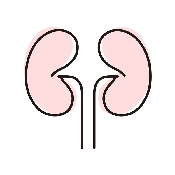 Menschliches Organ Niere Flaches Symbol Vektorillustration — Stockvektor