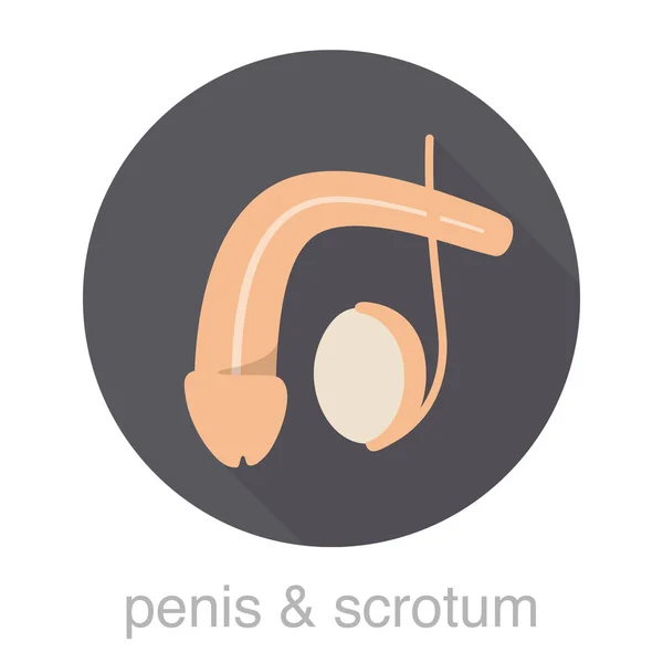 Human Organ Penis Scrotum Icons Vector Illustration — Stock Vector