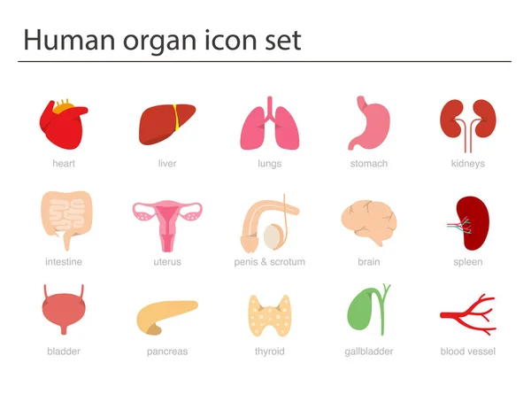 Ікона Людини Органом Медичні Ікони Векторна Ілюстрація — стоковий вектор