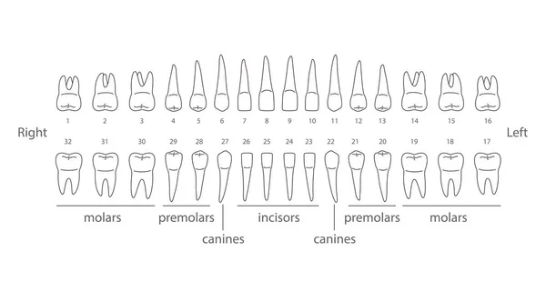 Diagrammet Över Mänskliga Tänder Vektor Illustration — Stock vektor