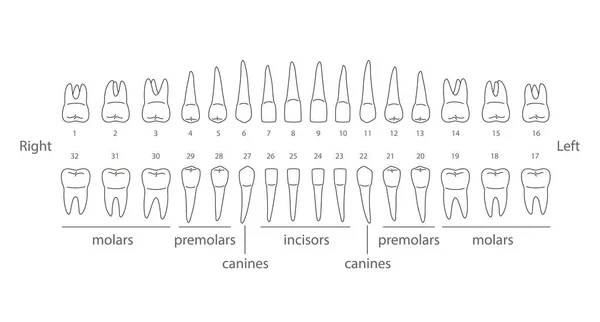 Carta Dientes Humanos Ilustración Vectorial — Vector de stock