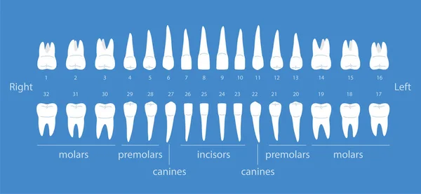 Carta Dientes Humanos Ilustración Vectorial — Vector de stock