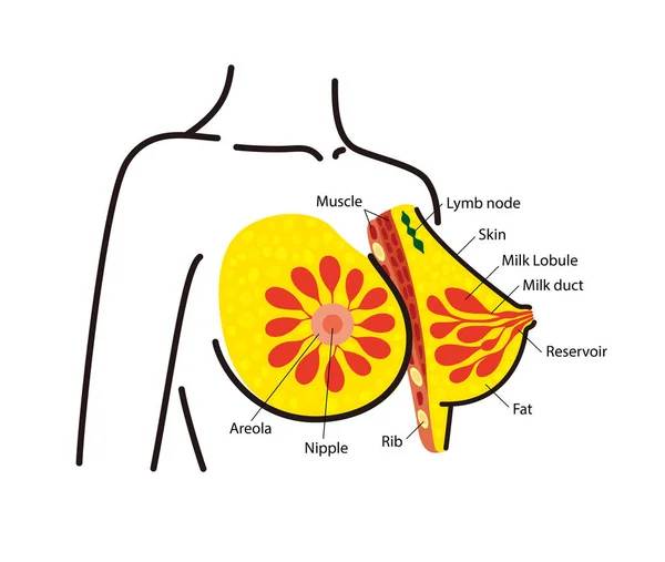 Anatomy Female Breast Ppt Diagram — Stock Vector