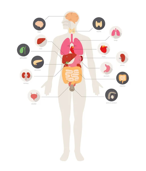 Man Internal Organs Infographic Poster Διανυσματικά Γραφικά