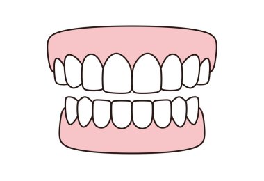 İnsan dişi modeli simgesi, vektör illüstrasyonu