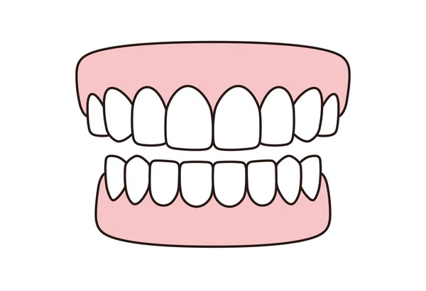 Icono Modelo Dientes Humanos Ilustración Vectorial — Vector de stock