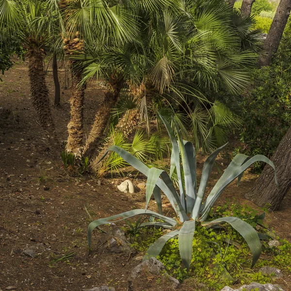 Tropical plants in the red-brown soil — Stock Photo, Image