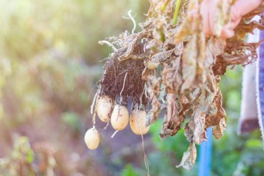 Kökten patates diken çiftçi. çiftlik