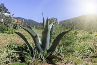 Meksika dağlarında çekimleri olan büyük bir Maguey. pulque, mixiote