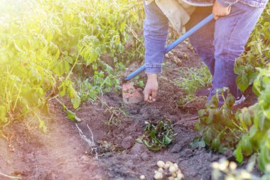 Çiftçi tarlayı çapayla sürüyor, organik patatesleri hasat ediyor.