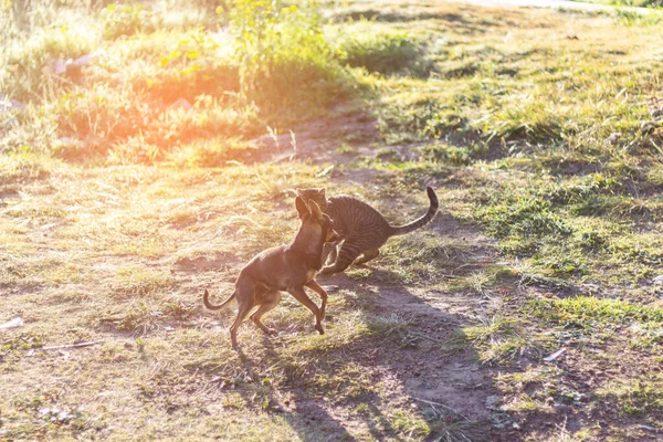 Chihuahua köpeği ve kahverengi kedi tarlada oynuyorlar.