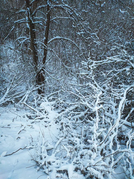 Trees Snowfall Trees Covered Snow Forest Beautiful Winter Landscape — Stock Photo, Image