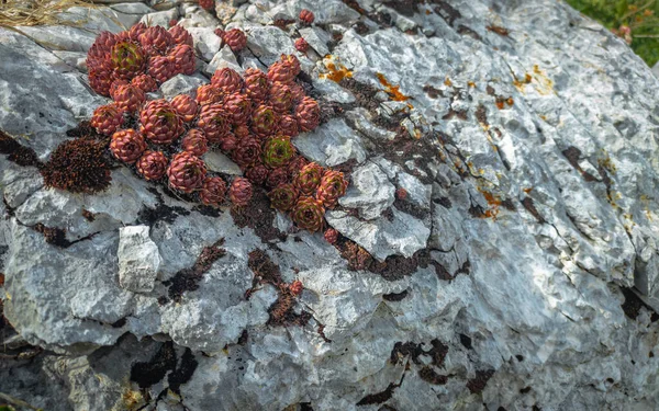 在活体的岩石上喷出野生的半人参 野外的多汁植物 — 图库照片#