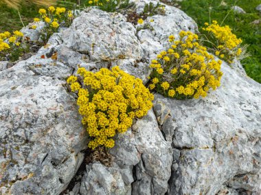 Taşın çatalında büyüyen sarı kaya alkalyumu çiçekleri. Güzel çiçek çalıları.