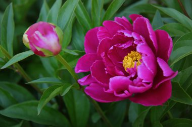 Kırmızı Şakayık