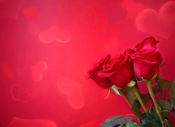 Rote Rosen Auf Rosa Hintergrund Ansicht Mit Kopierraum Selektiver Fokus — Stockfoto