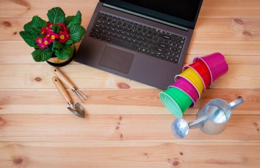 Bahçe aletleri, primula çiçeği ve tahta masada dizüstü bilgisayar. Bahçıvanlık ve teknoloji konsepti veya bahçe blogu konsepti. Kopyalama alanı olan üst görünüm.